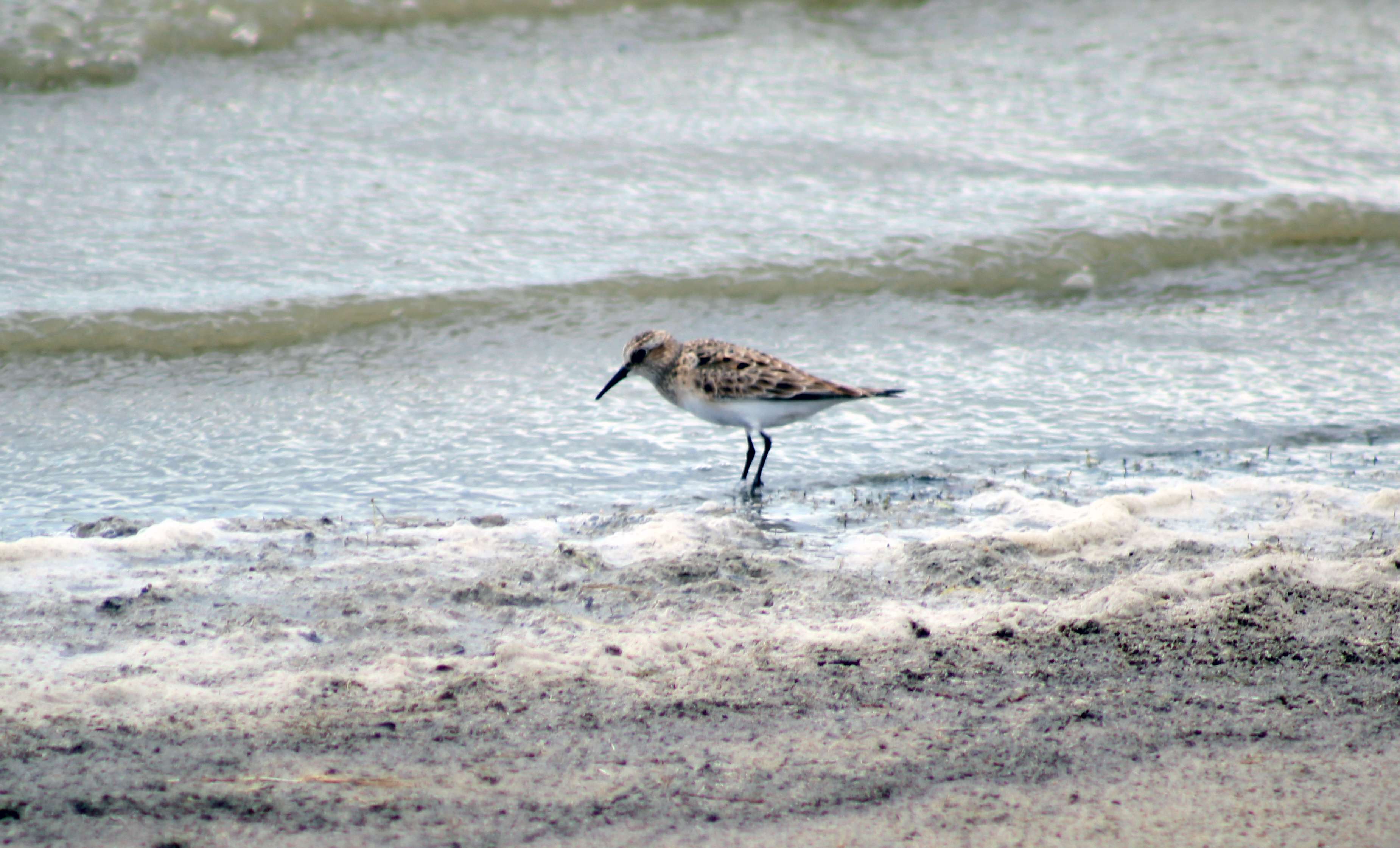A shorebird in Quivira National Wildlife Refuge on Saturday.&nbsp;Quivira National Wildlife Refuge is near the town of Stafford, it lies mostly in northeastern Stafford County, but small parts extend into southwestern Rice and northwestern Reno Counties.&nbsp;Photo by Cristina Janney/Hays Post