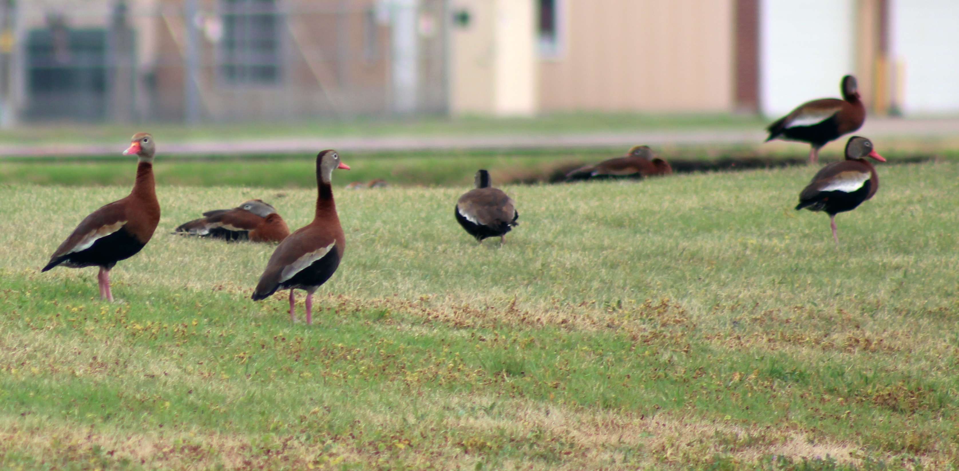 Black-Bellied Whistling Ducks on Saturday at a pond in Ellinwood near Quivira National Wildlife Refuge. Many species of ducks use the wetlands at Cheyenne Bottoms and Quivira as a stopover during their spring migration. Photo by Cristina Janney/Hays Post