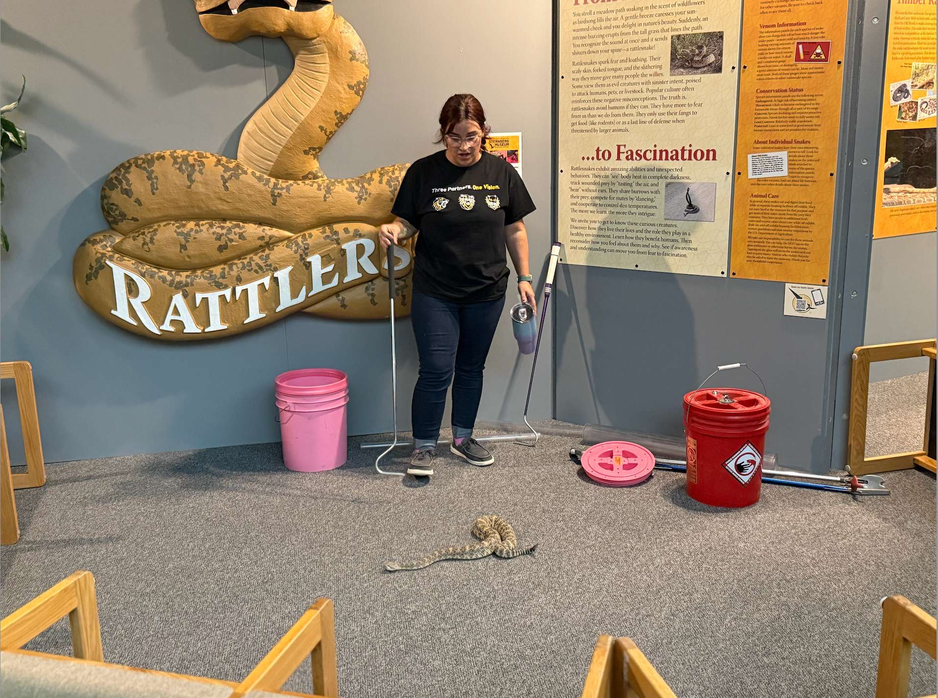 A Sternberg museum staff member discusses care of the museum's rattlesnake collection during "Night at the Museum," a behind-the-scenes look at the museum for Lek Trek participants.&nbsp;Photo by Cristina Janney/Hays Post
