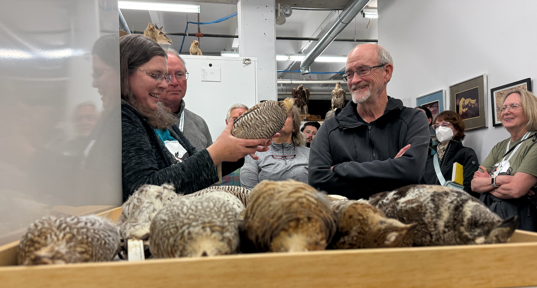 Jackie Augustine, executive director for Audubon of Kansas, left, shows Lek Trek participants Sternberg's Prairie Chicken specimens on Friday during the festival's "Night at the Museum."&nbsp;Photo by Cristina Janney/Hays Post
