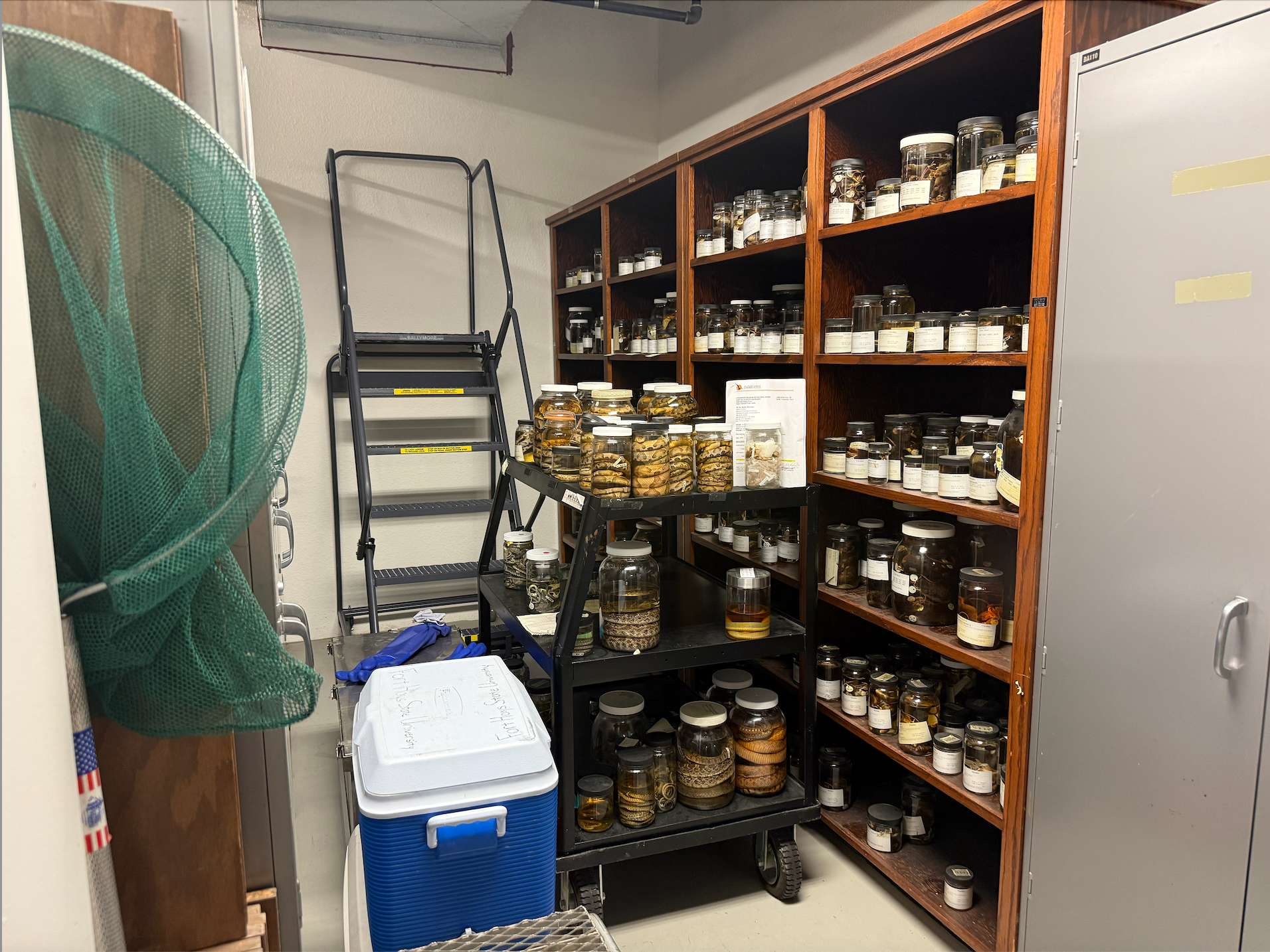 Lek Trek participants also viewed specimens from Sternberg's wet collection, which includes amphibians, snakes and fish. Photo by Cristina Janney/Hays Post