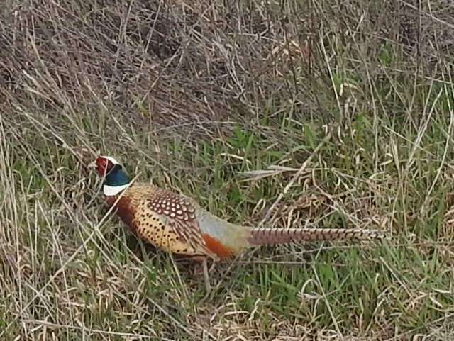 Pheasant. Courtesy photo
