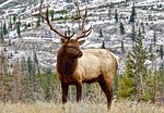 Commission Approves 2026 Big Game Hunting Recommendations
