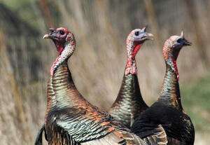 Wild turkeys. Photo courtesy Kansas Department of Wildlife and Parks