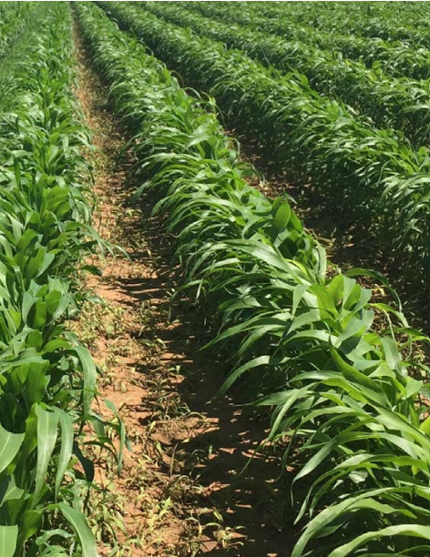 Sorghum. Photo courtesy K-State Research and Extension