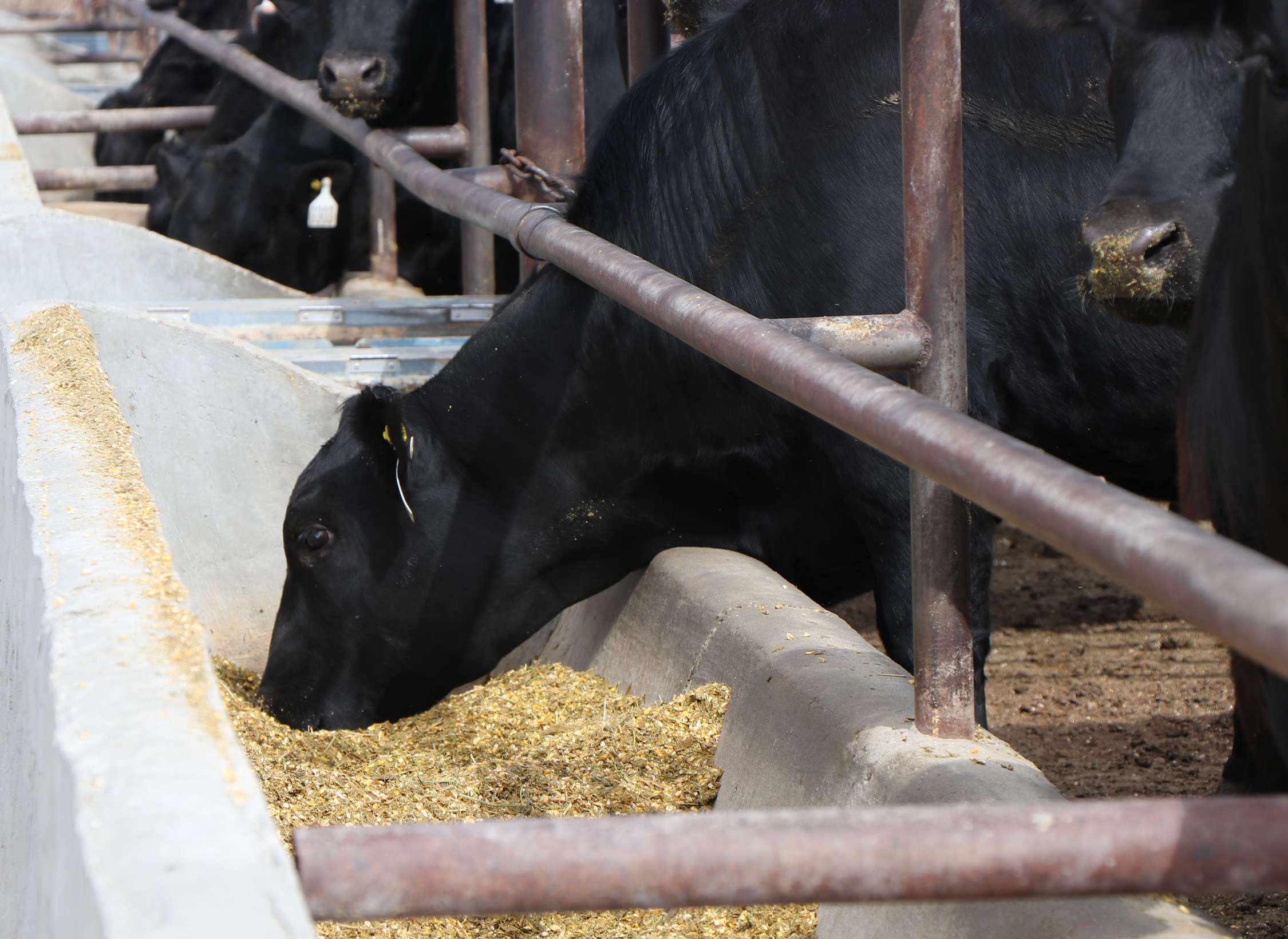 When cattle are limit-fed, make sure they have enough bunk space. Photo by Chabella Guzman