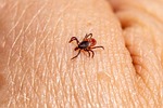 As weather stays warmer, be aware of fleas and ticks protect your pets