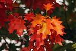 Sponsorship opportunities available for Liebenthal Fall Fest