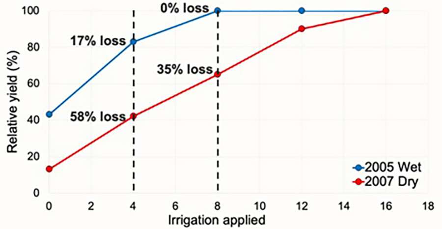 Relative yield of dry bean in wet year (2005) and dry year (2007) with 0", 4", 8", 12" and 16" of irrigation. Data from Hergert et al., Panhandle Research, Extension and Education Center, University of Nebraska–Lincoln.