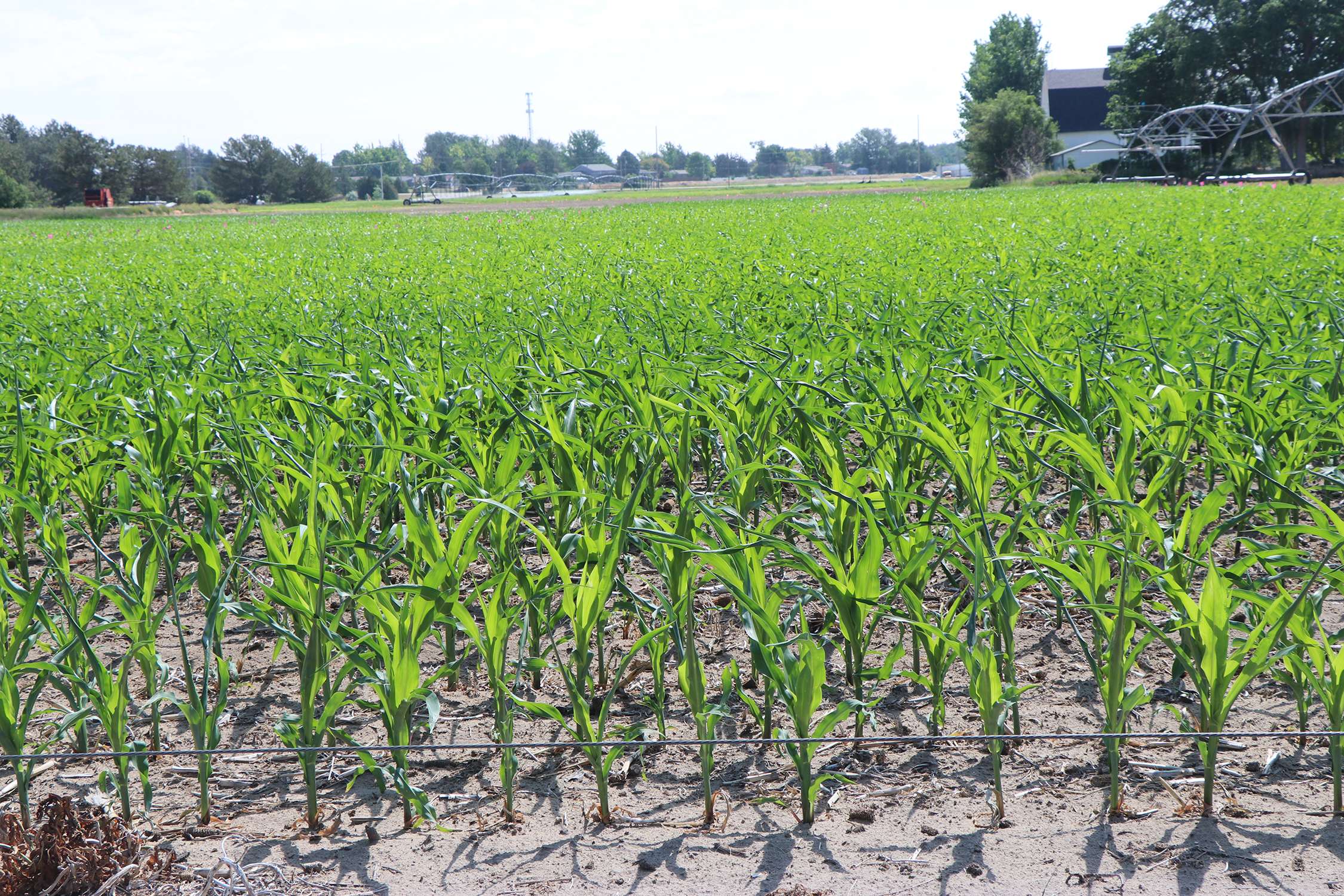 Corn is a water-sensitive crop, with timing of irrigation or watering also important. Photo by Chabella Guzman