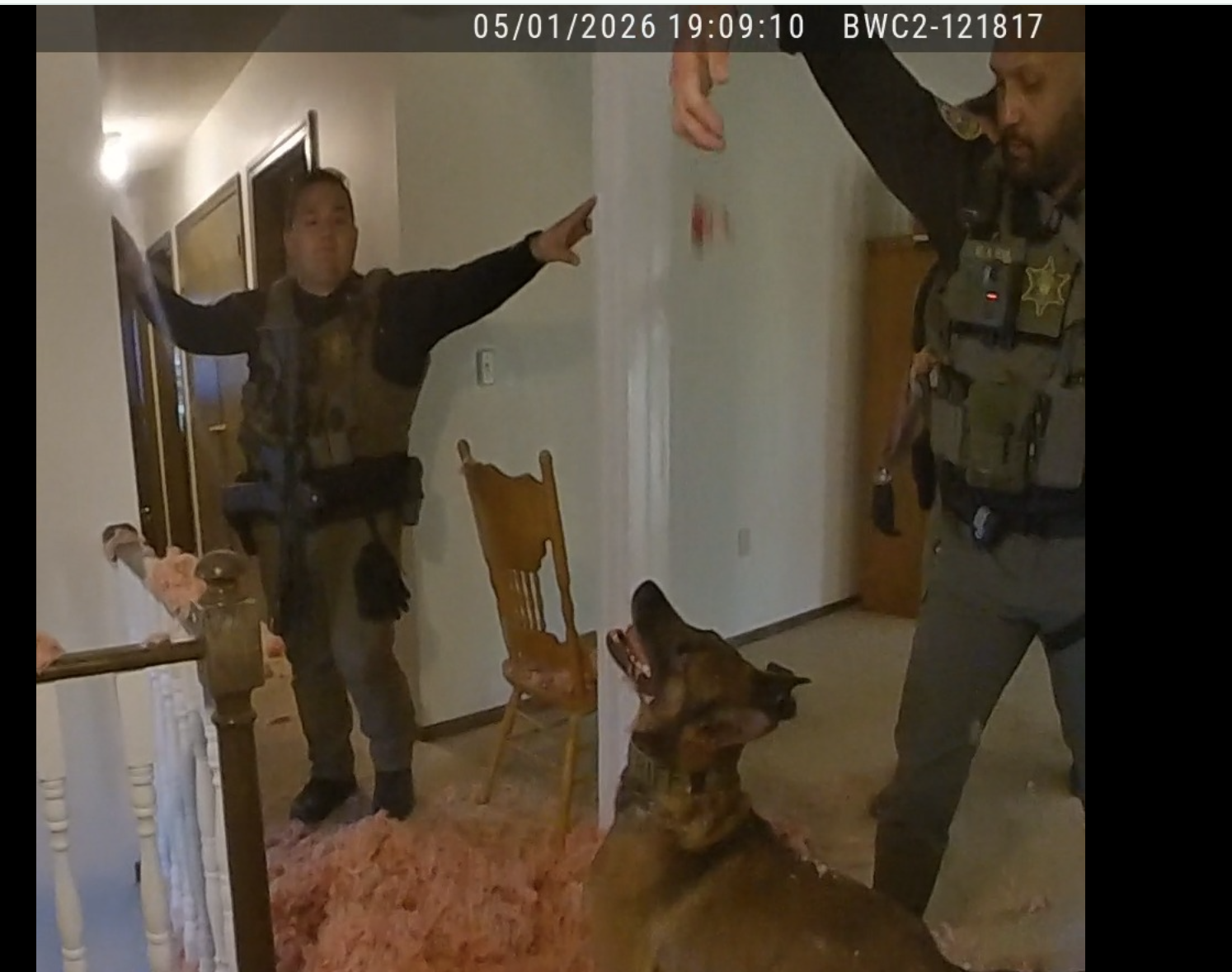 -After he fell, K9 Argos still wanted to help apprehend the suspect. The man's hand is at the top of the photo.