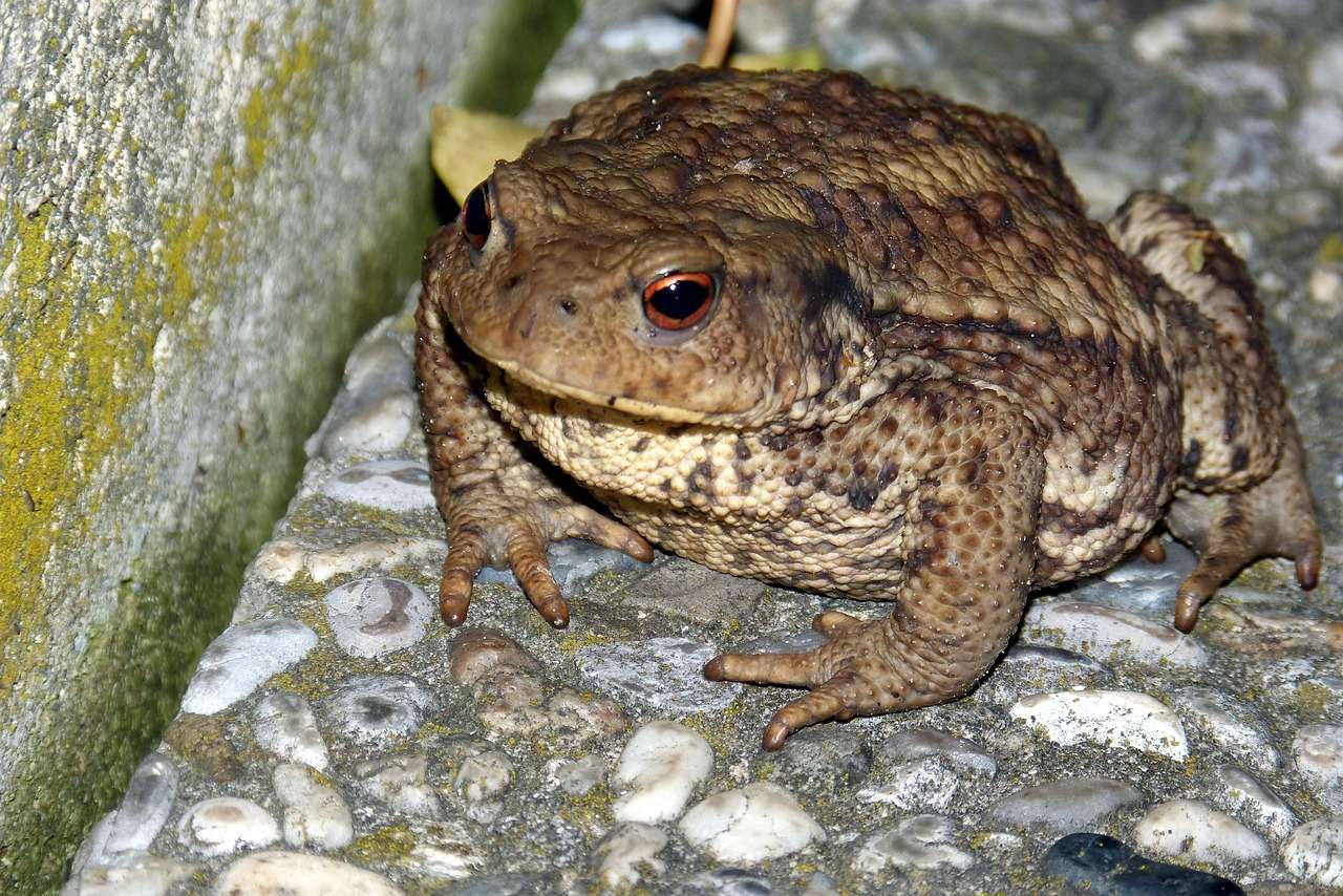 Toad. Photo by Pixabay