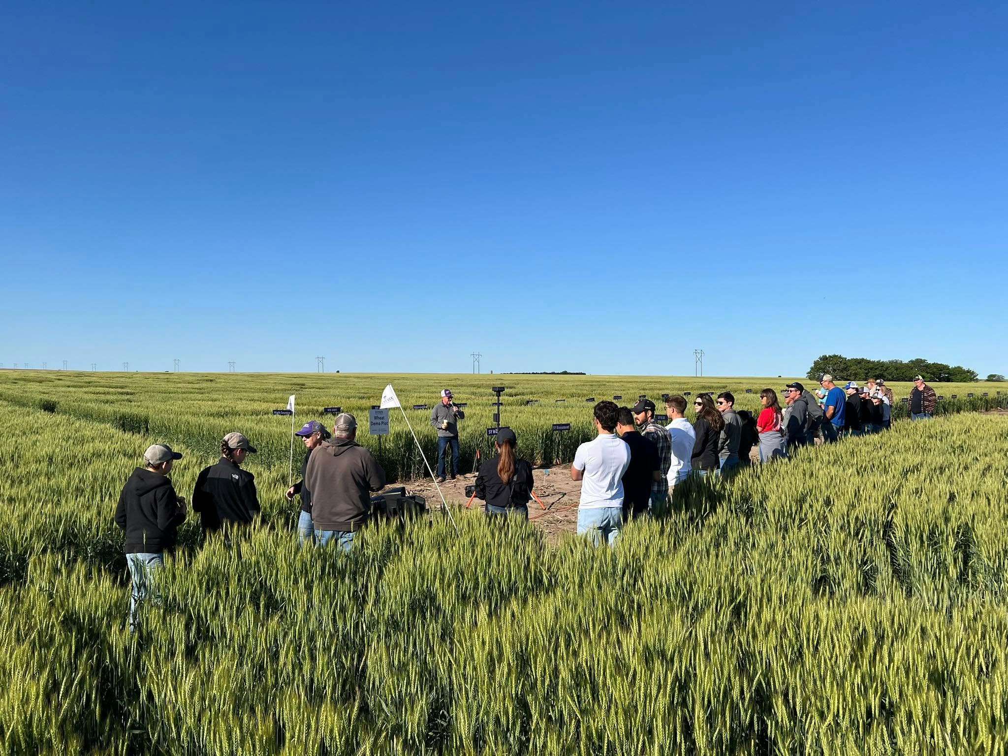 Barton County wheat plot tour. File photo by K-State Research and Extension&nbsp;