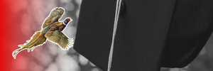 <a href="https://graduation.eagleradio.net/schools/hill-city">&nbsp;Click here for Hill City High School</a>