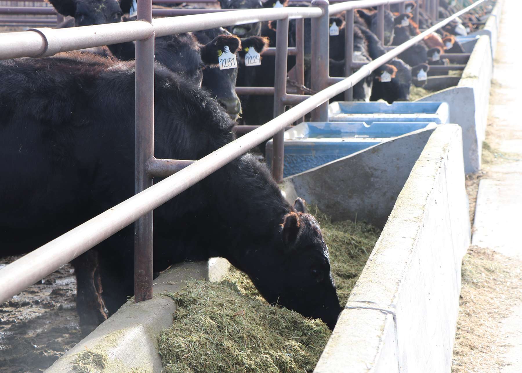 Feeding cattle frost-damaged wheat can be a forage option, but there are challenges producers should consider. Photo by Chabella Guzman