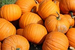 Registration open for Downtown Maryville's Pumpkin Growing Contest