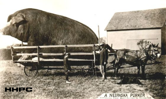Exaggeration Cards - A Nebraska Porker - 1909 - By Bailey. Courtesy of the Conard-Harmon Collection.