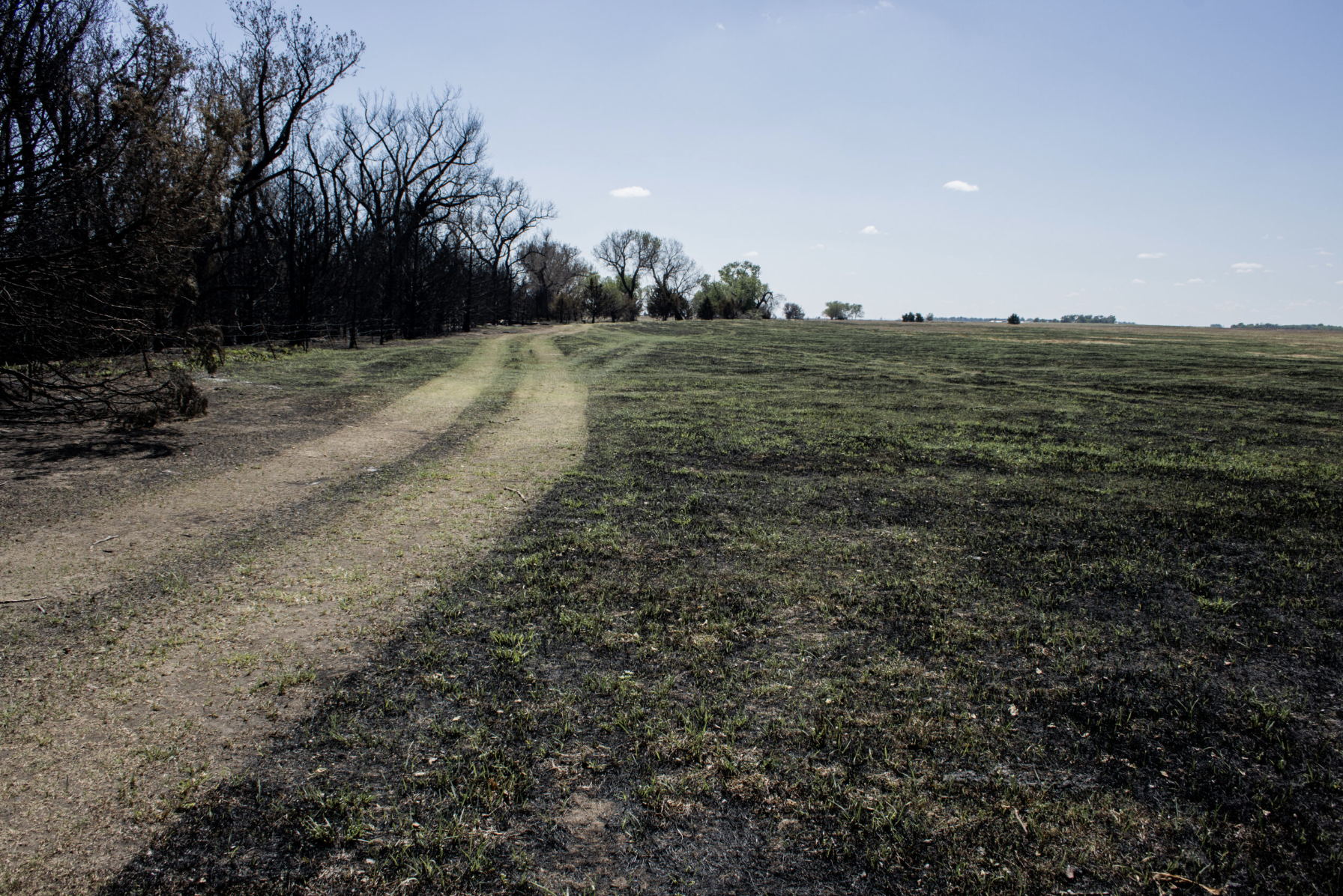 Parts of a back-burn path used to fight an April 16 wildfire in Edwards County already sprouted new growth, as seen here on April 27, 2026. (Photo by Baya Burgess for Kansas Reflector)