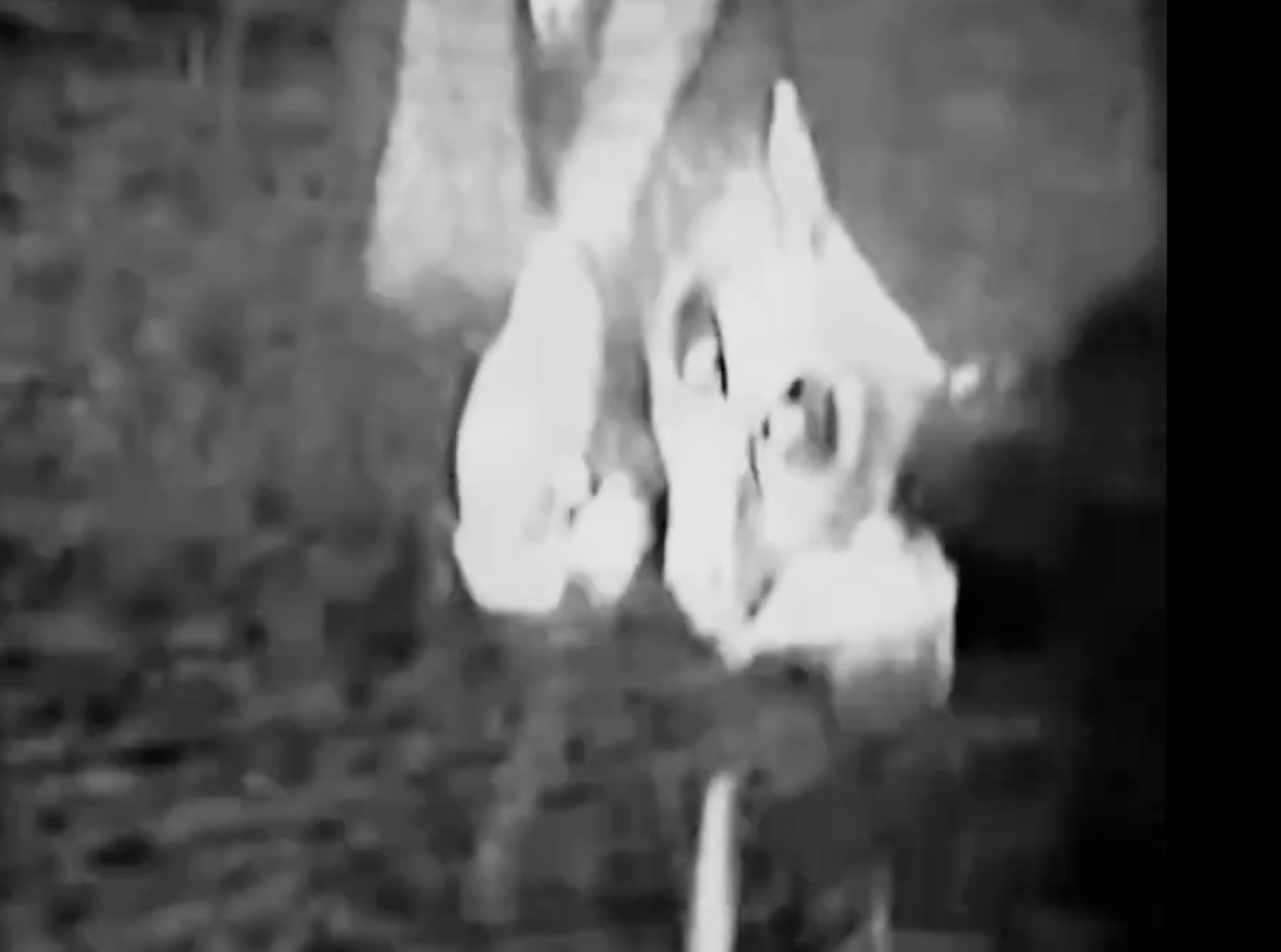 Image from DOW video