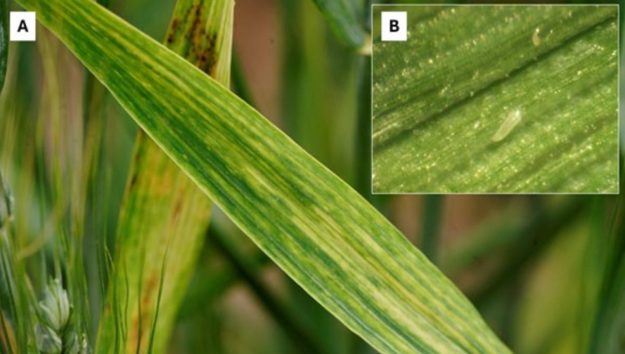 Wheat Streak Mosaic Virus and mite . Photo by Kelsey Andersen Onofre/K-State Research and Extension