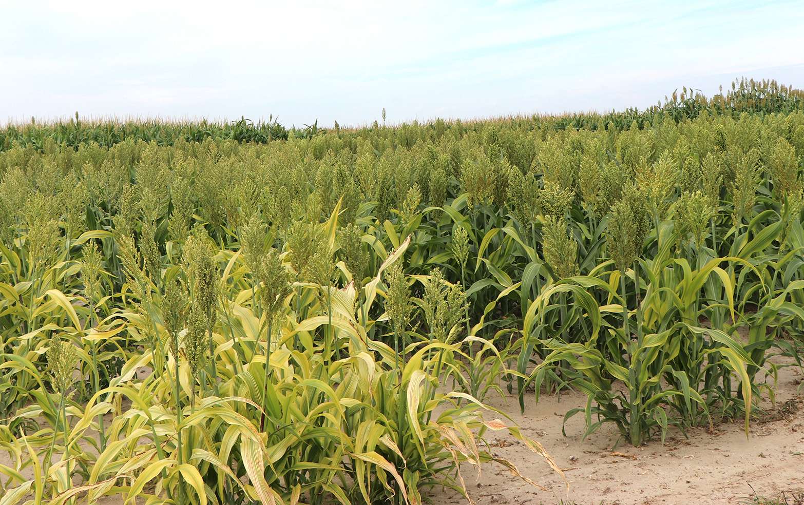 Grain sorghum can be a summer option for forages needing limited water. Photo by Chabella Guzman