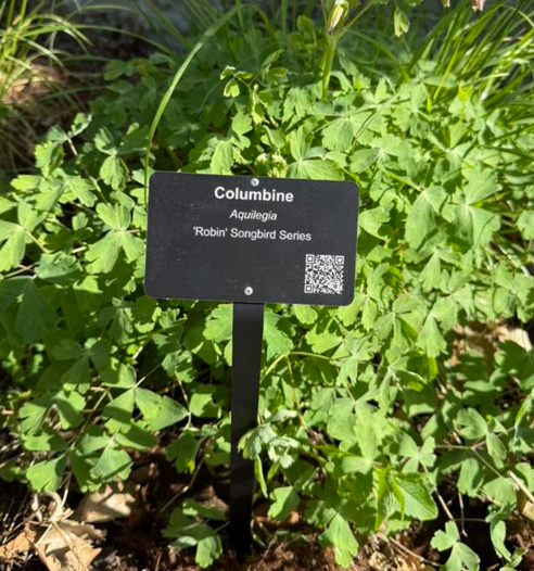 Columbine (courtesy Alliance Park Foundation)