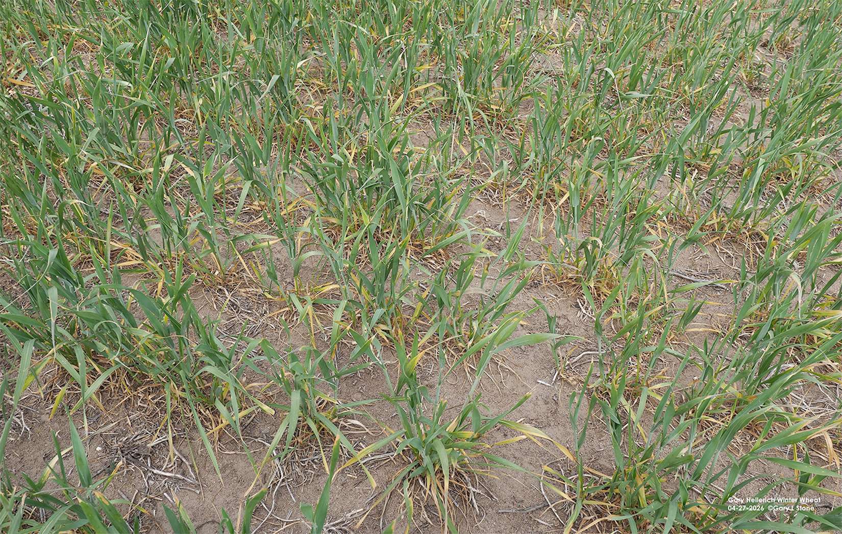 Wheat in Banner County that appears to have damage from the drought or freeze. Photo by Gary Stone