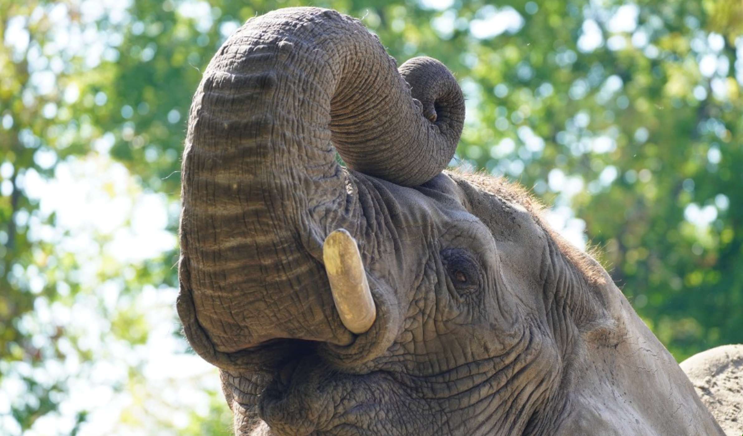 Tembo- courtesy photo