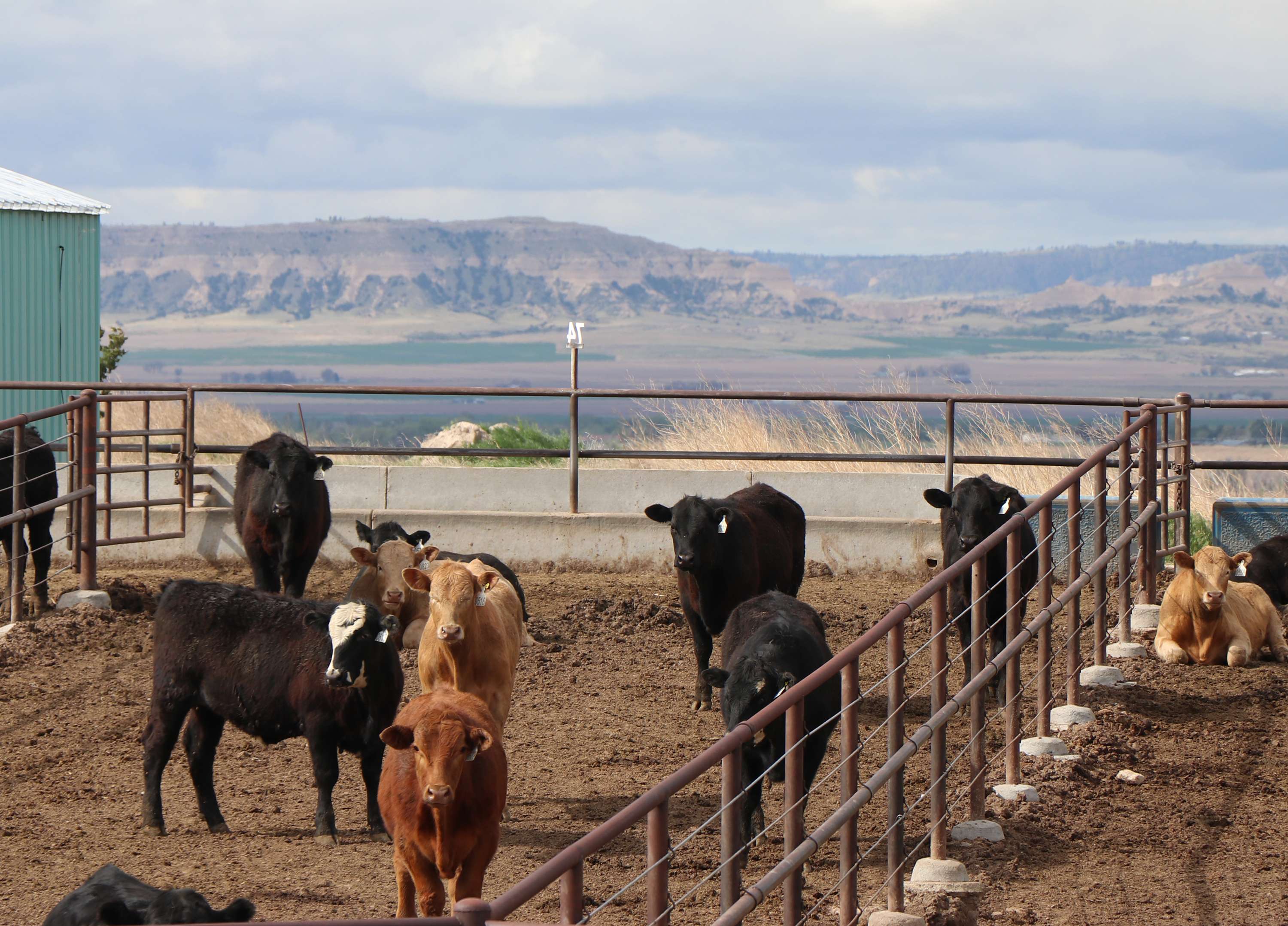 During a drought, some producers may decide to drylotting cattle. Photo by Chabella Guzman