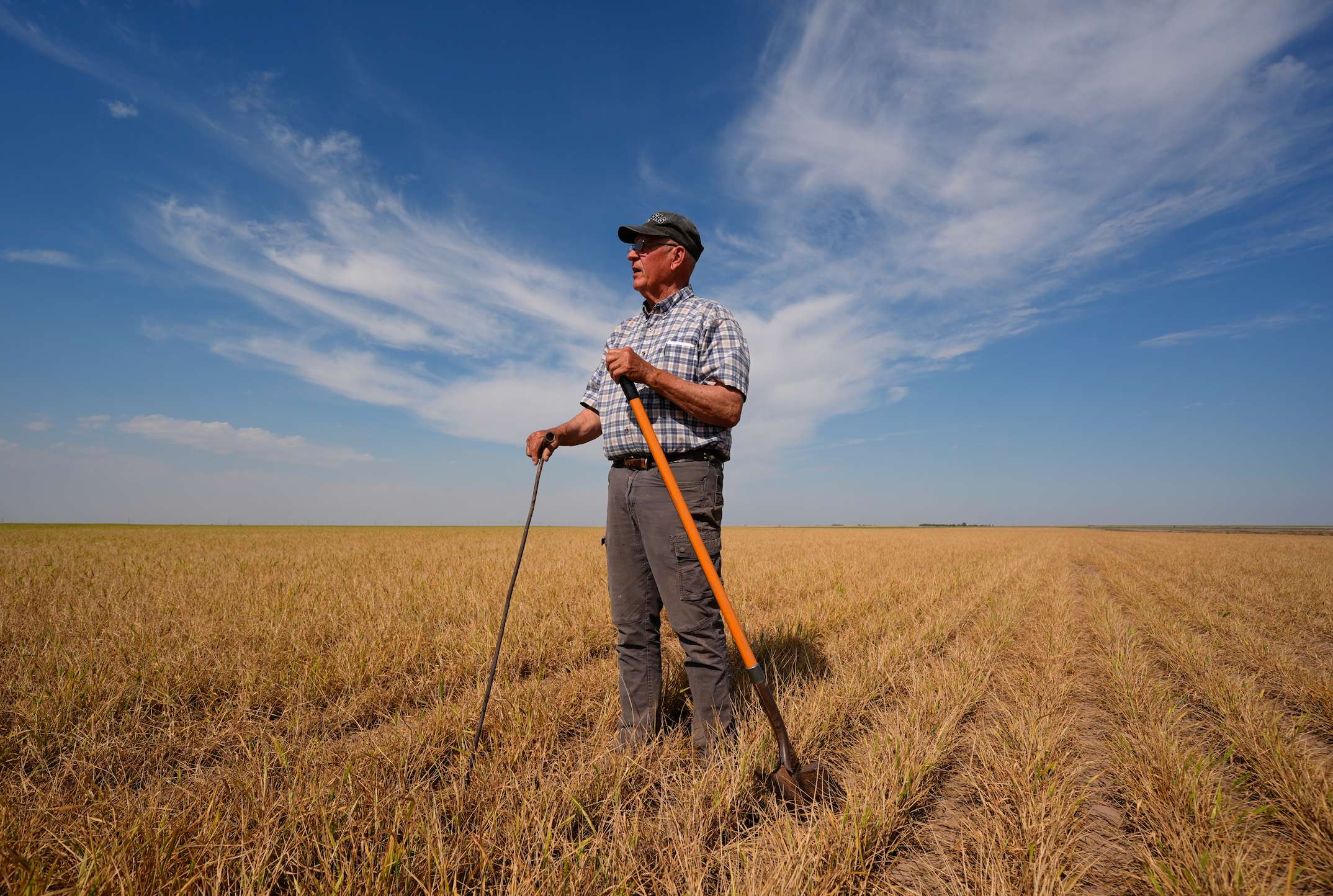 Farmer Vance Ehmke checks a wheat field decimated by wheat streak mosaic virus Friday, May 15, 2026, on his farm near Healy, Kan. (AP Photo/Charlie Riedel)