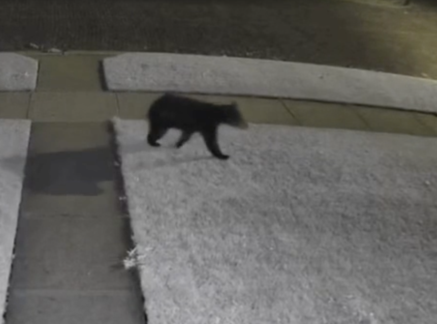 Bear image from Ring Camera courtesy Ben Smith