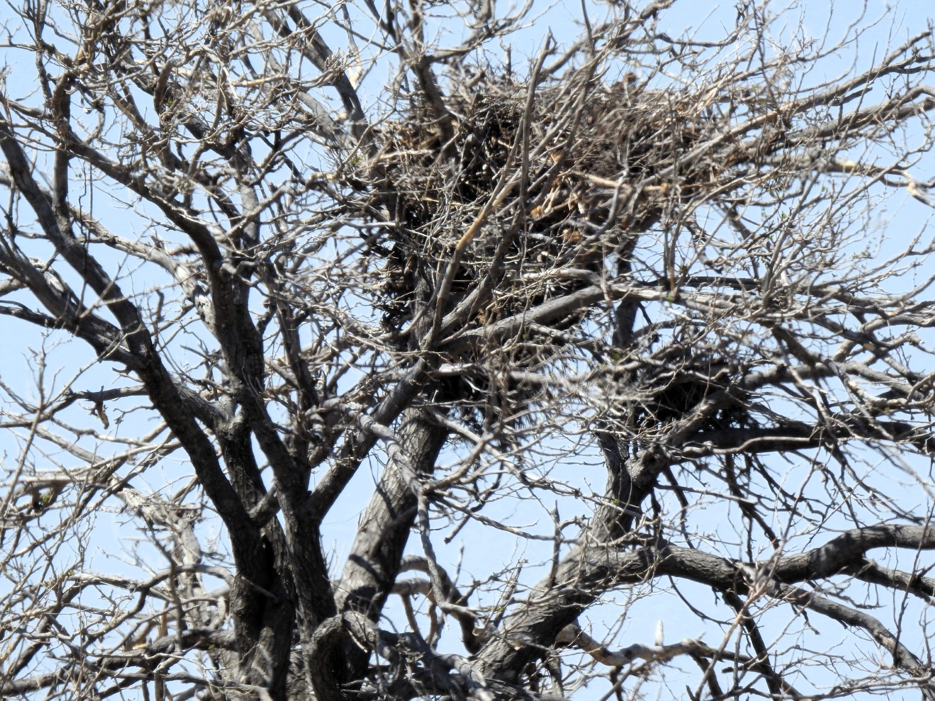 Courtesy photo, "Weird Nest"