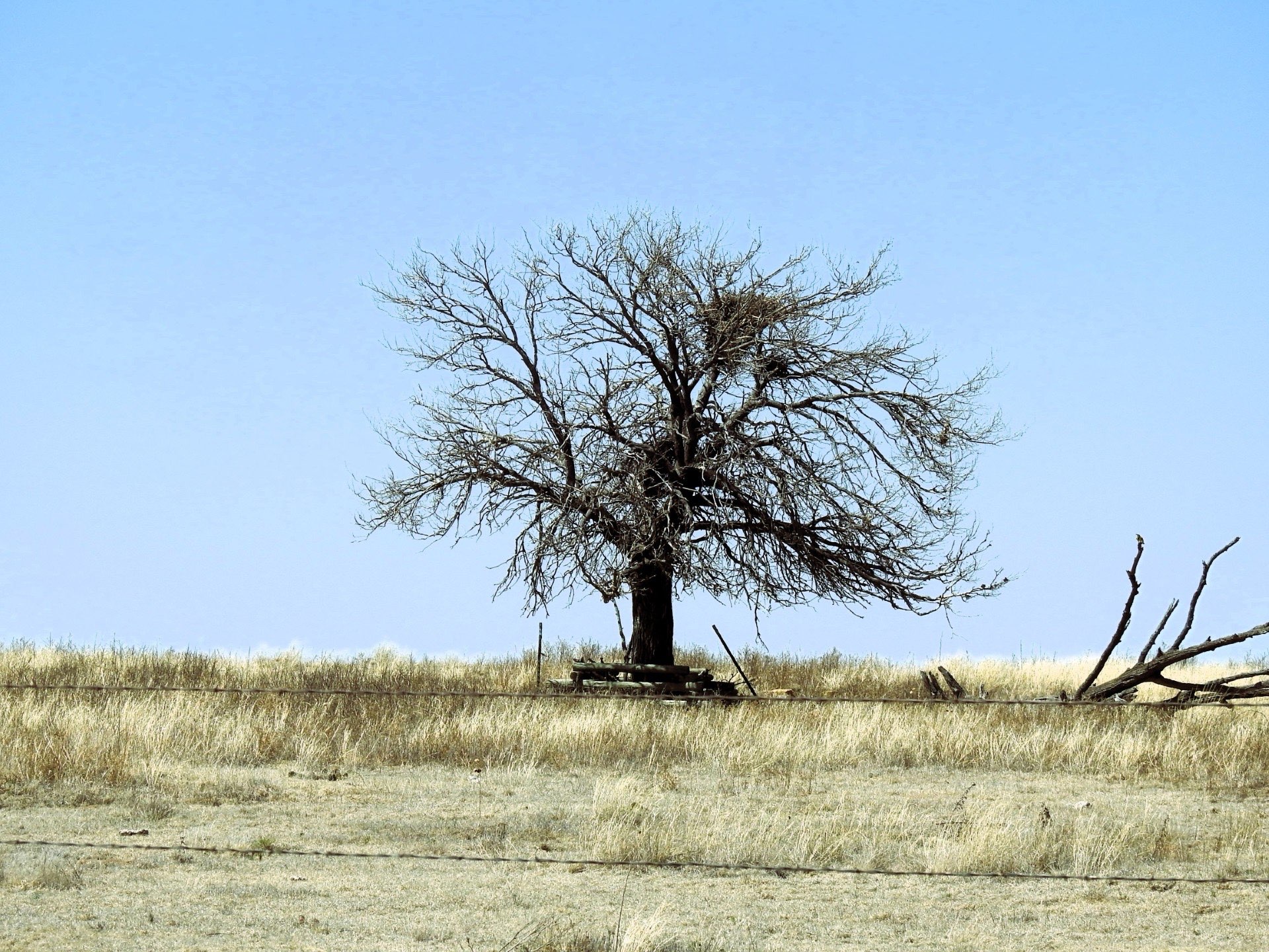 Courtesy photo, tree off in the distance
