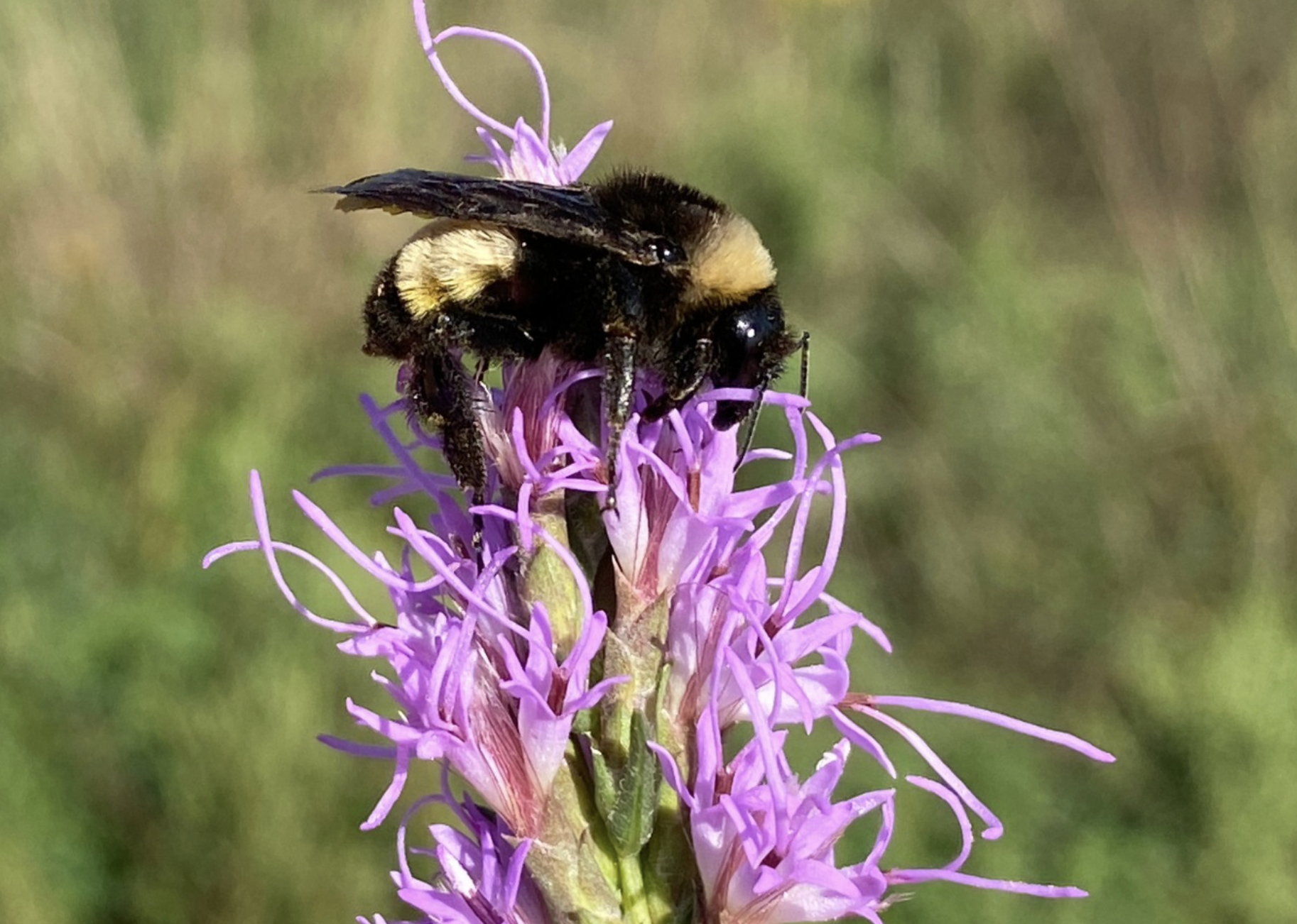 Photo Kansas Department of Wildlife and Parks
