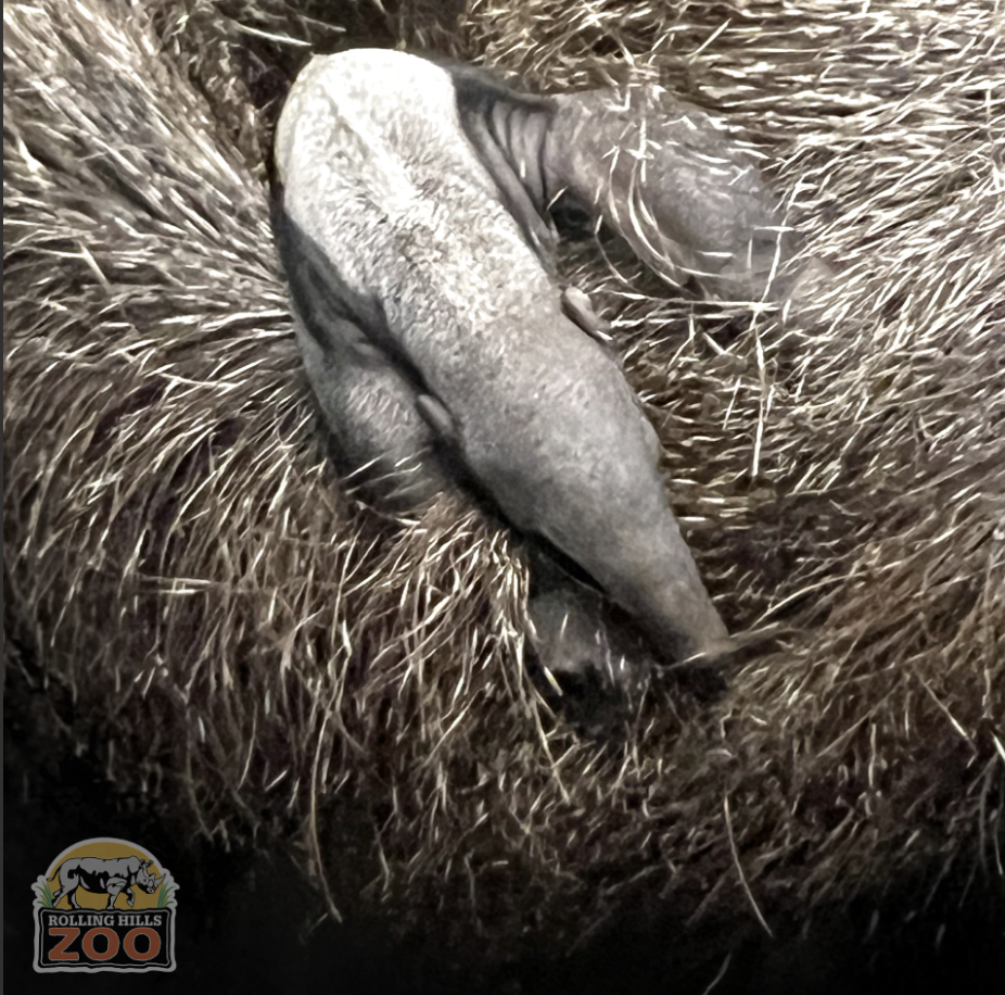 First ever Giant Anteater pup born at Rolling Hills Zoo - Rolling Hills Zoo