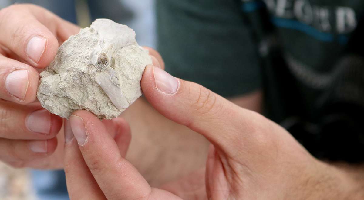 Microfossils such as this one were the focus of a recent multi-institution dig at Toadstool Geologic Park. Photo by Kerri Rempp/Discover Northwest Nebraska