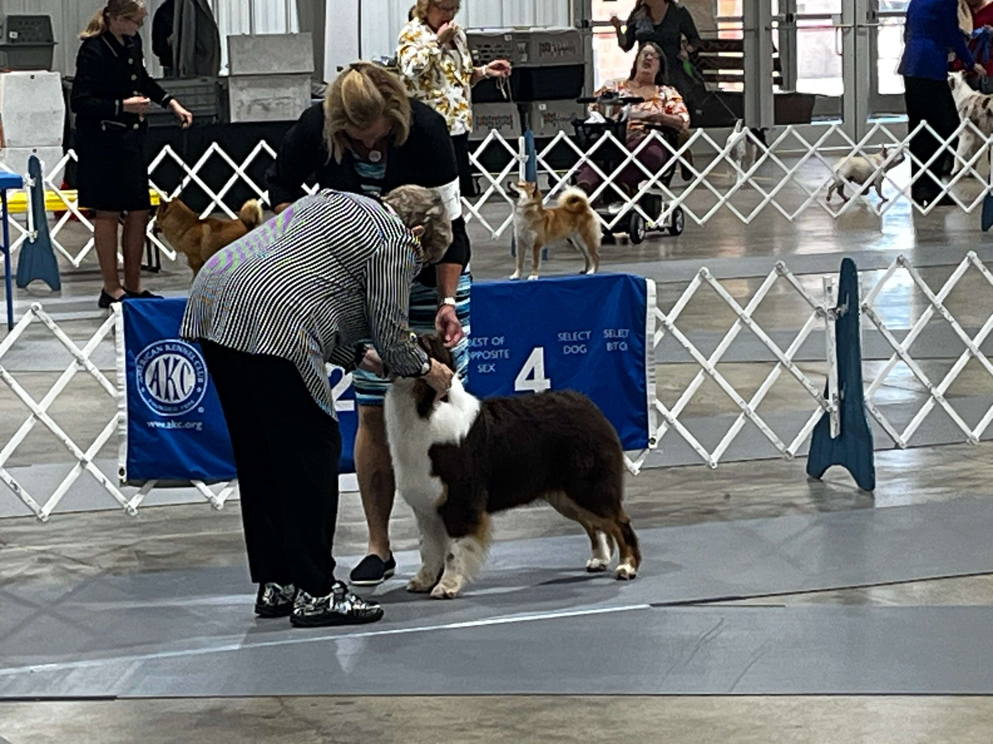 The Sunflower Cluster Dog Shows are this weekend at the Kansas State Fairgrounds (Hutch Post photo)