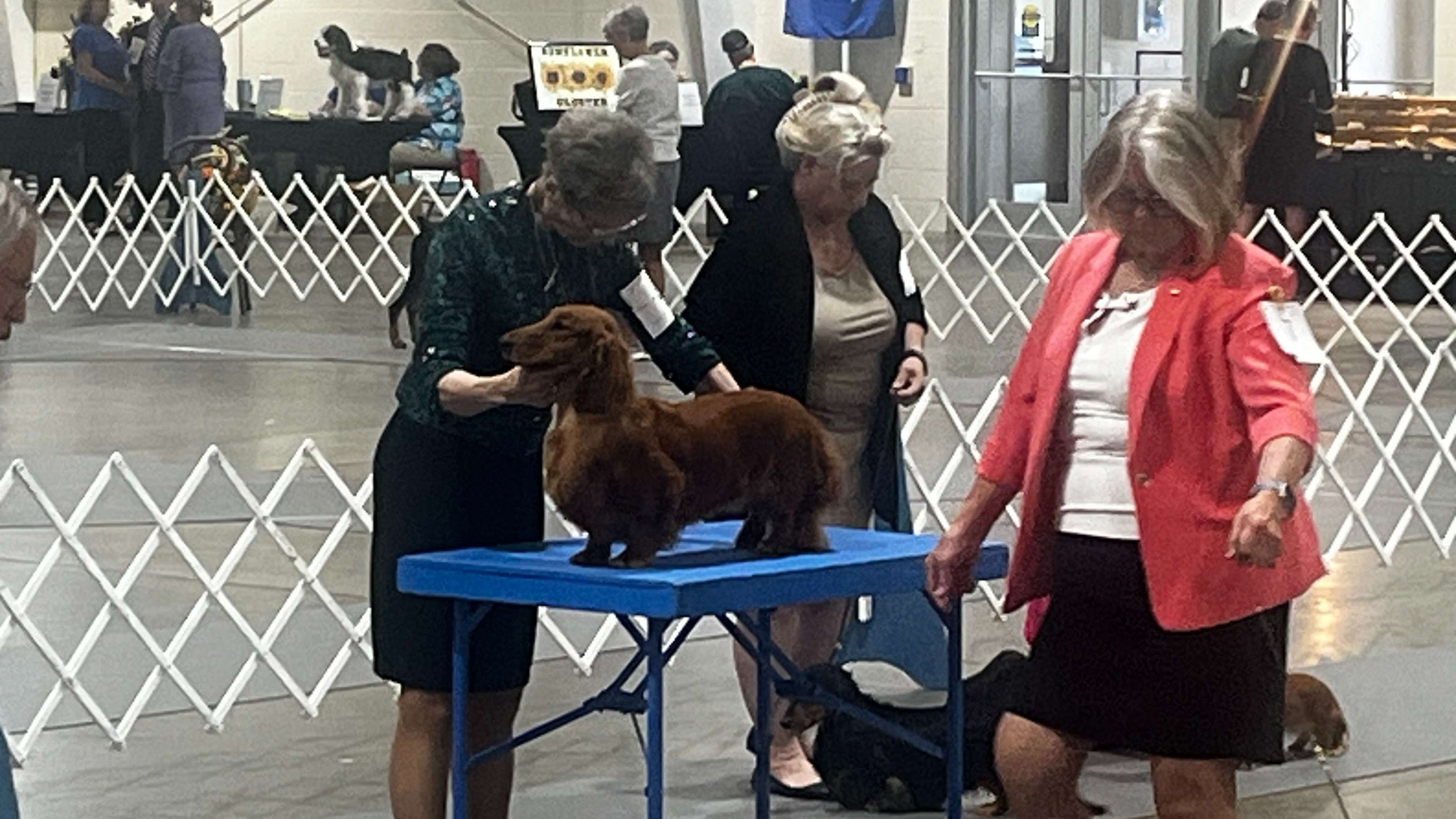 The Sunflower Cluster Dog Shows are this weekend at the Kansas State Fairgrounds (Hutch Post photo)