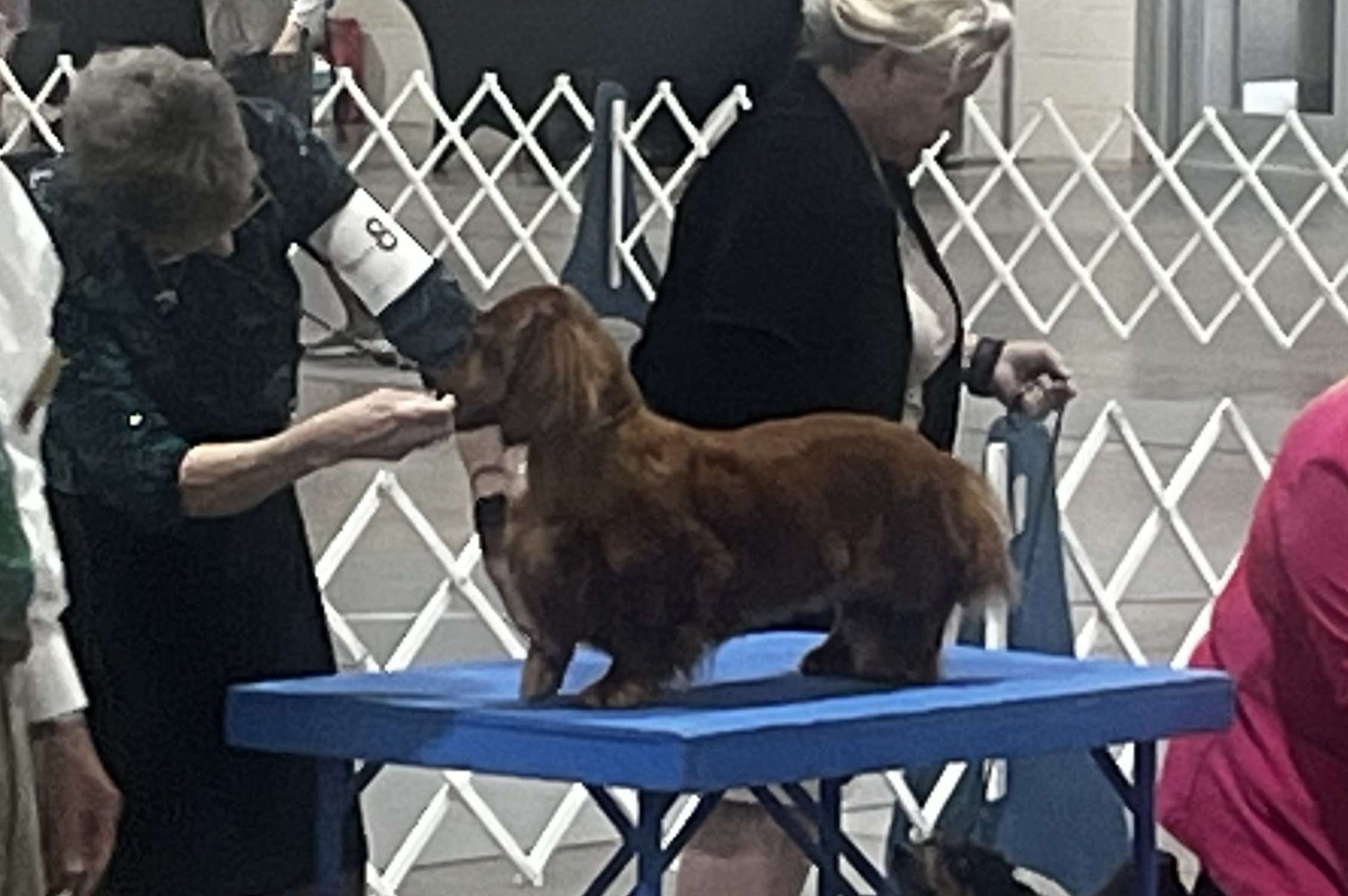 The Sunflower Cluster Dog Shows are this weekend at the Kansas State Fairgrounds (Hutch Post photo)