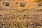 BERAN: Harvest meal safety