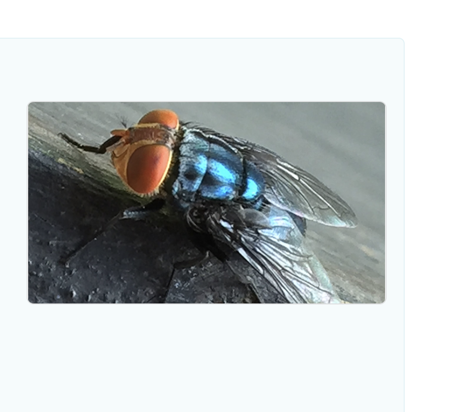 Screwworm CDC image