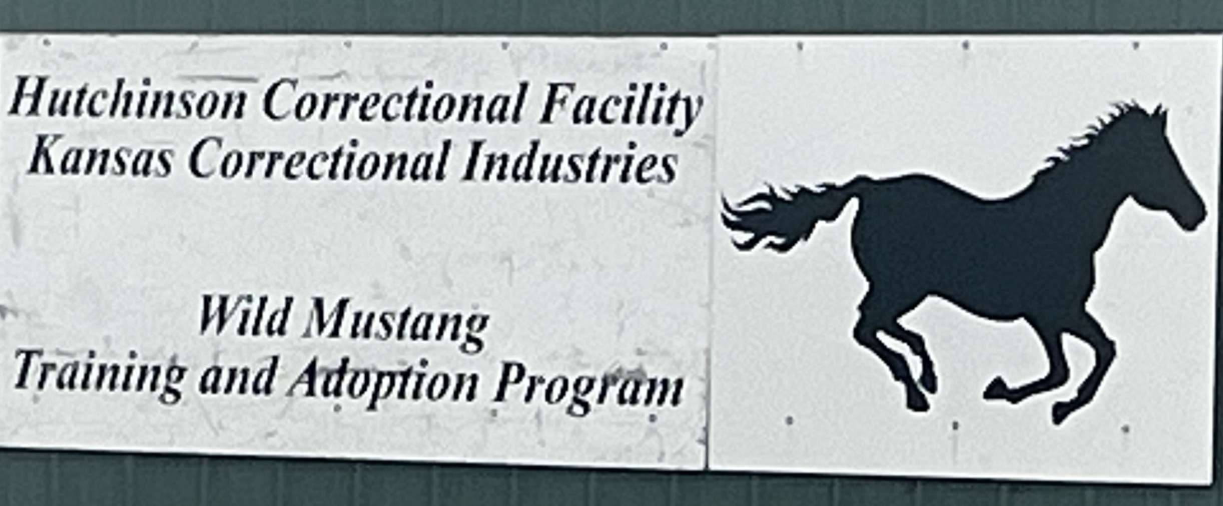 Wild Mustang Training and Adoption Program