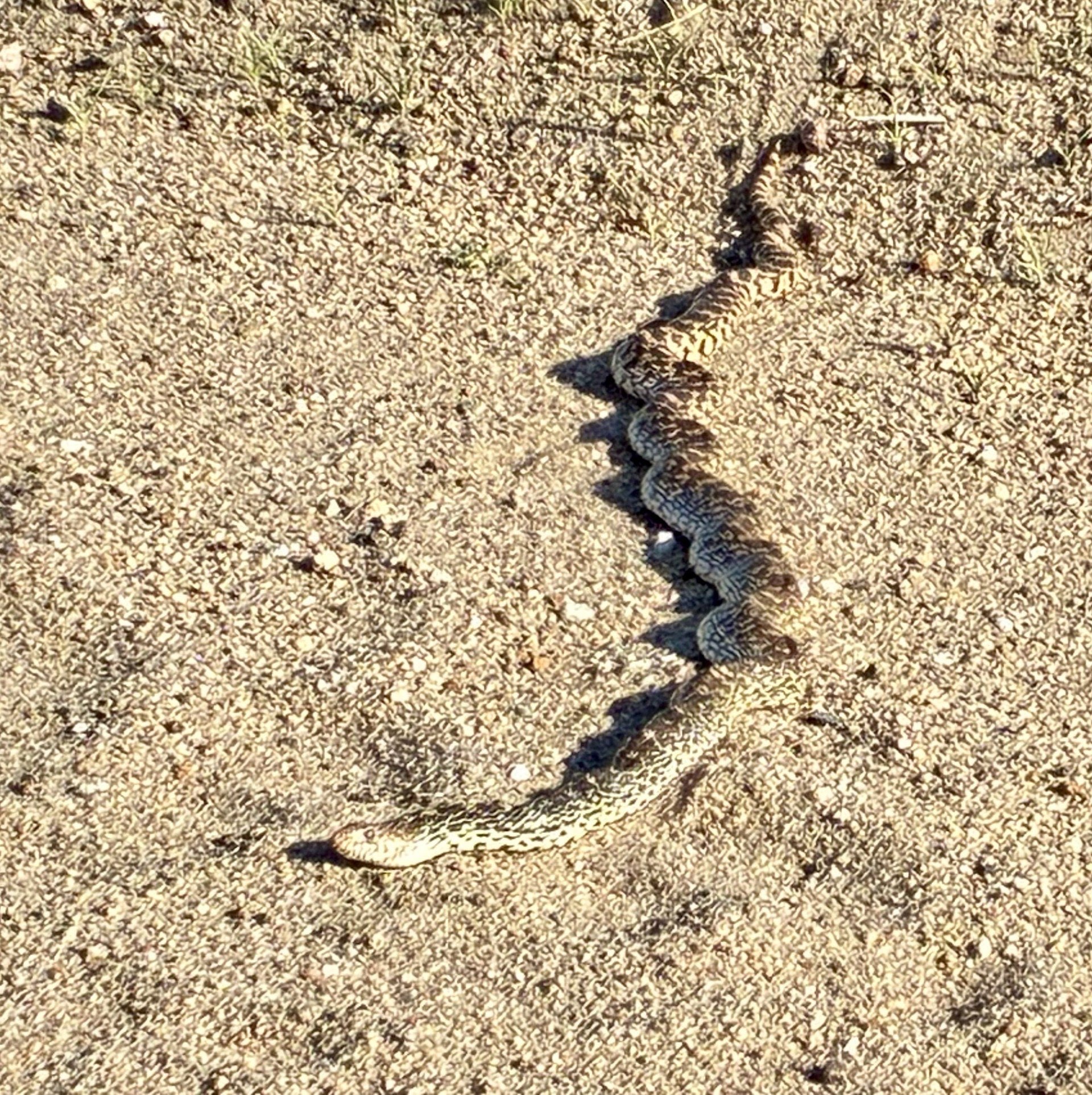 Courtesy photo, Rat Snake