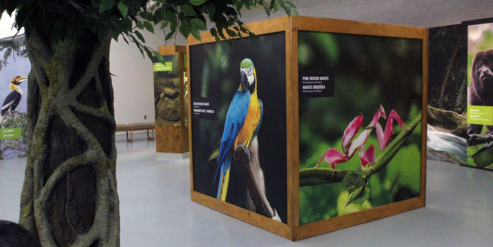 The&nbsp;"Under the Canopy" exhibit will be on display at the Sternberg Museum of Natural History through this fall. Photo by Cristina Janney/Hays Post
