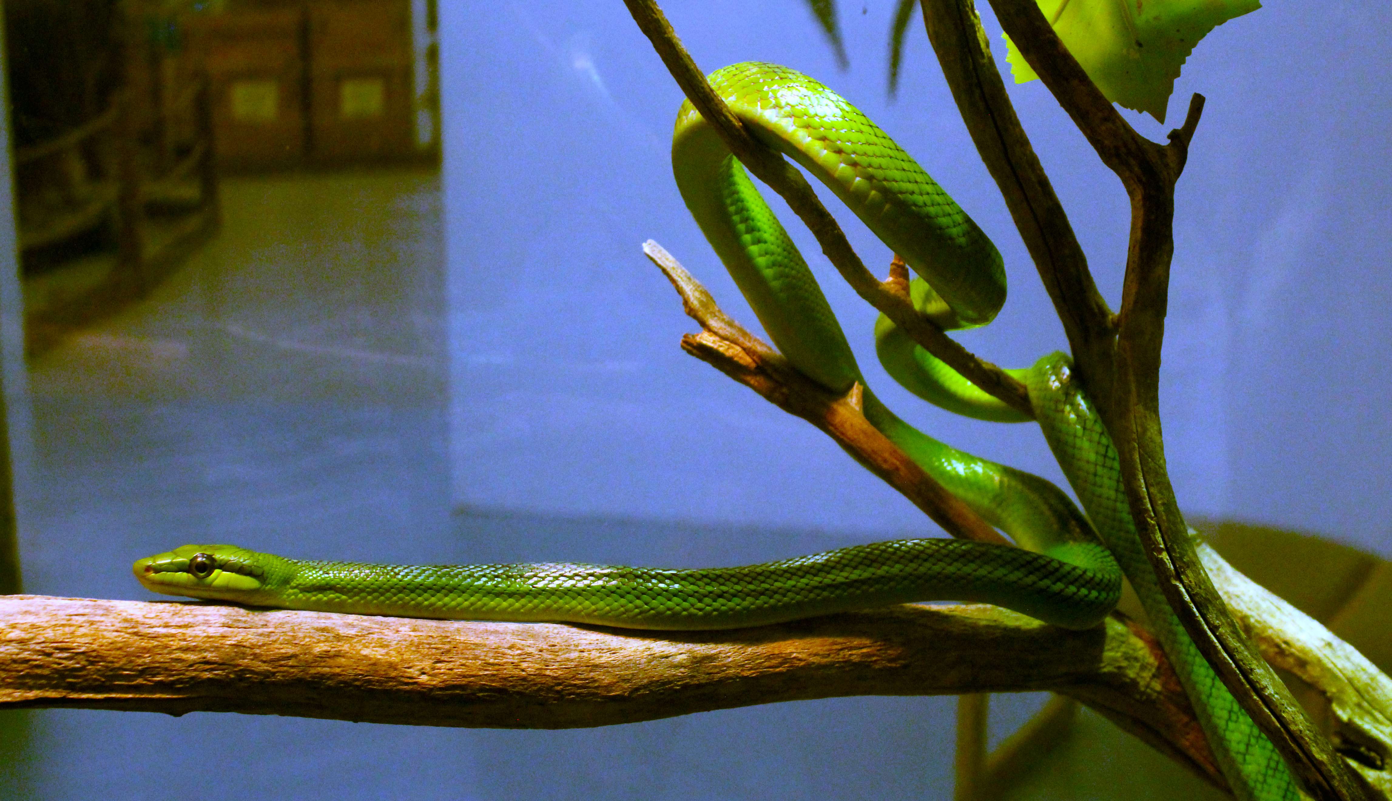 The red-tailed green rat snake is one of the animals on display at the "Under the Canopy" exhibit at the Sternberg Museum this summer. The snakes are native to Southeast Asia. Their diet is primarily birds, bird eggs, lizards and bats. Photo by Cristina Janney/Hays Post