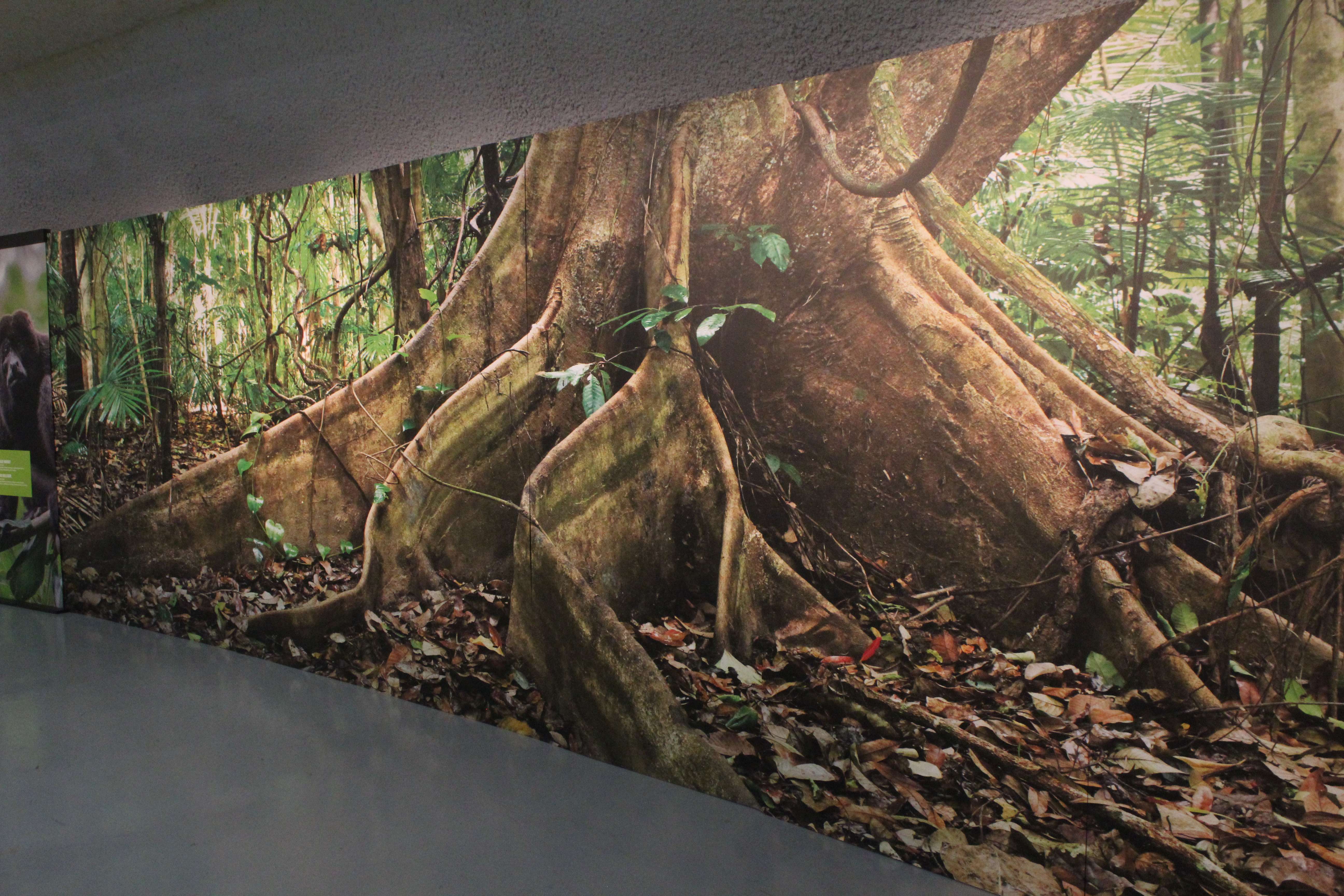 Murals on the walls surrounding the exhibit give you the feeling of being immersed in the rainforest, Sternberg Museum Executive Director Reese Barrick said. Photo by Cristina Janney/Hays Post