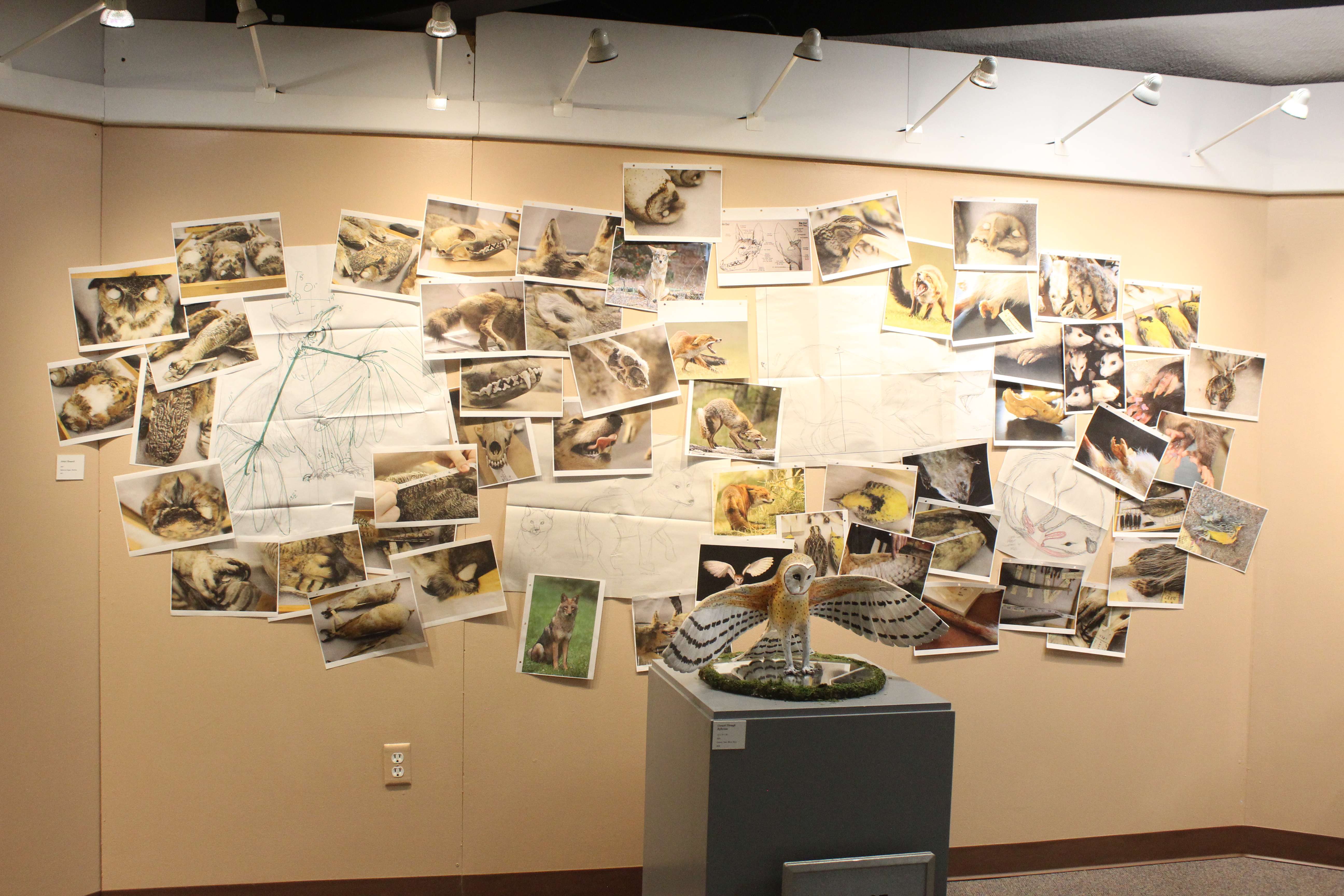 Sculpture and accompanying display from Rylie Hazleton, an FHSU student, are on display now at the Sternberg Museum.&nbsp;Photo by Cristina Janney/Hays Post