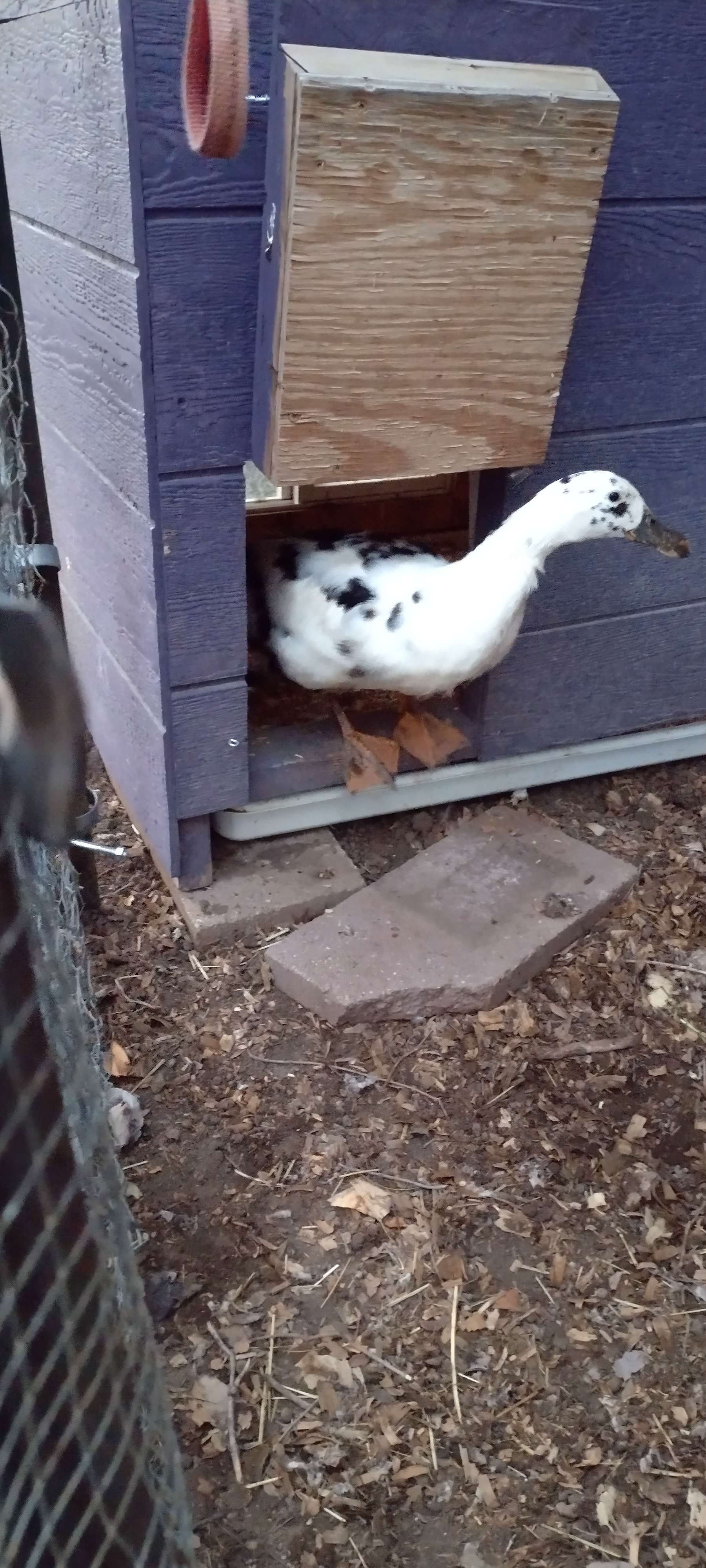 A duck checks out her new space after being moved to the yard next door. A couple donated a duck house, pool and fencing for the new owner who plans to show her latest pet in 4-H during the county fair.