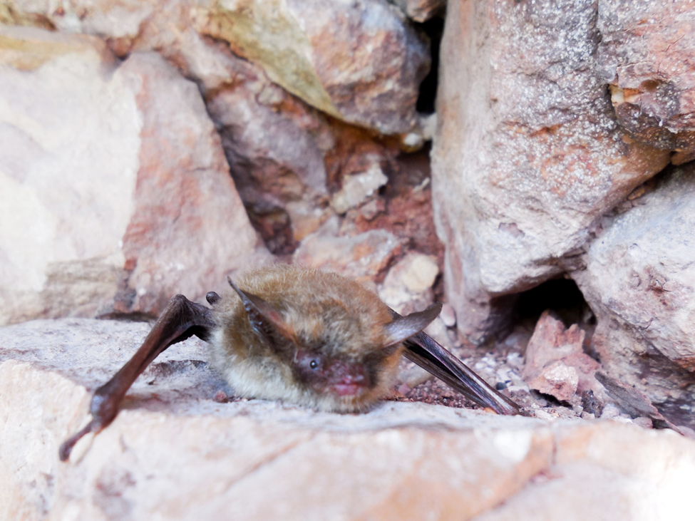 Three bats recently tested positive for rabies at Wind Cave National Park. Bats are important for healthy ecosystems and provide valuable insect pest control services. Typically, less than 1% of bats in nature have rabies, but it is a serious disease that is fatal in animals and humans without prompt medical care.