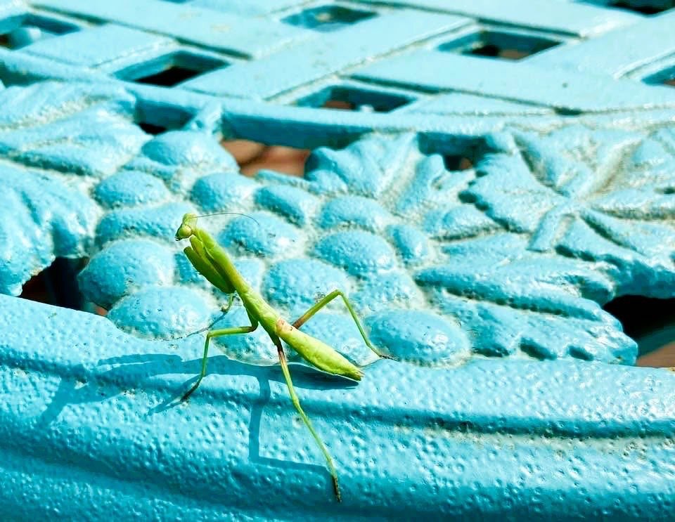 Praying Mantis, Courtesy Photo